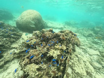 武藤潜水に投稿された画像（2021/11/5）