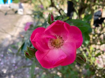 丹波市立薬草薬樹公園　丹波の湯に投稿された画像（2021/11/5）