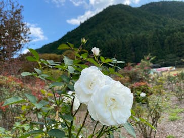 丹波市立薬草薬樹公園　丹波の湯に投稿された画像（2021/11/5）