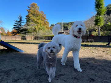 わんダフルネイチャーヴィレッジに投稿された画像（2021/11/5）