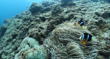 DIVING-SHOP SUNSに投稿された画像（2021/11/5）