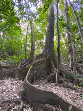 マングローブ茶屋に投稿された画像（2021/11/5）