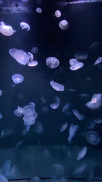 サンシャイン水族館に投稿された画像（2021/11/5）