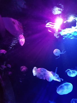 サンシャイン水族館に投稿された画像（2021/11/5）