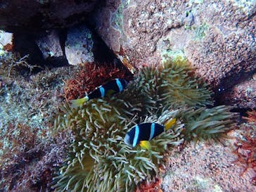 ダイブショップ宝島に投稿された画像（2021/11/5）