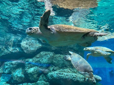 名古屋港水族館に投稿された画像（2021/11/6）