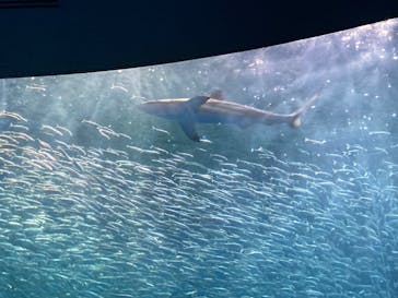 名古屋港水族館に投稿された画像（2021/11/6）