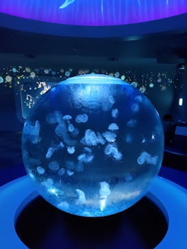 新江ノ島水族館に投稿された画像（2021/11/6）