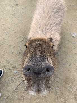 しろとり動物園に投稿された画像（2021/11/6）