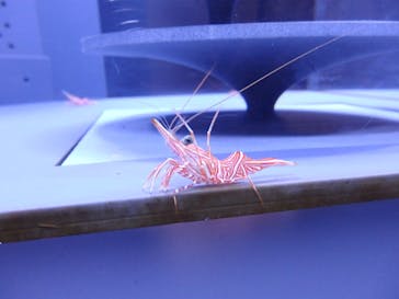 京都水族館に投稿された画像（2021/11/6）