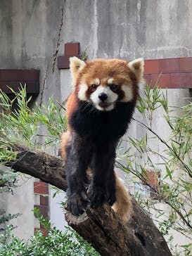 群馬サファリパークに投稿された画像（2021/11/6）