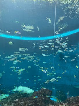 鴨川シーワールドに投稿された画像（2021/11/6）