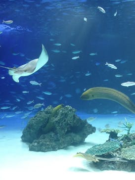 サンシャイン水族館に投稿された画像（2021/8/8）