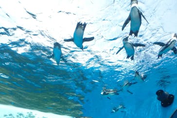 サンシャイン水族館に投稿された画像（2021/8/8）