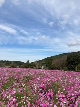淡路ファームパーク イングランドの丘に投稿された画像（2021/11/6）