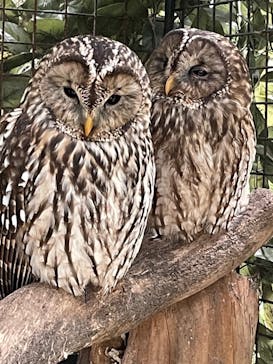 しろとり動物園に投稿された画像（2021/11/6）