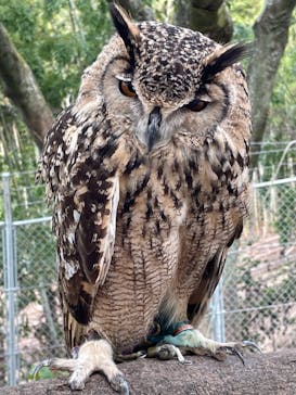 しろとり動物園に投稿された画像（2021/11/6）