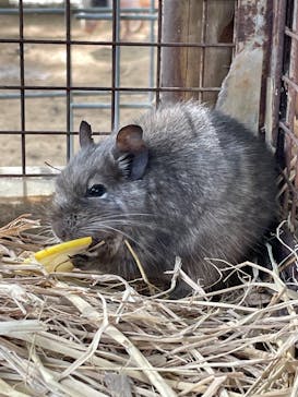 しろとり動物園に投稿された画像（2021/11/6）