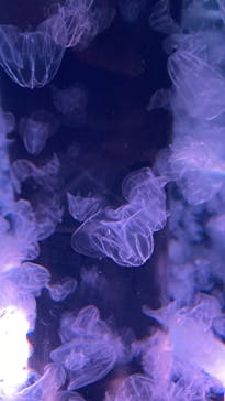 マクセル アクアパーク品川に投稿された画像（2021/11/6）