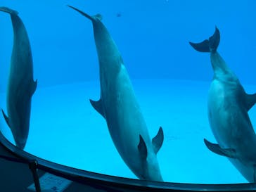名古屋港水族館に投稿された画像（2021/11/6）