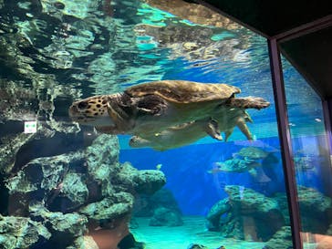 名古屋港水族館に投稿された画像（2021/11/6）