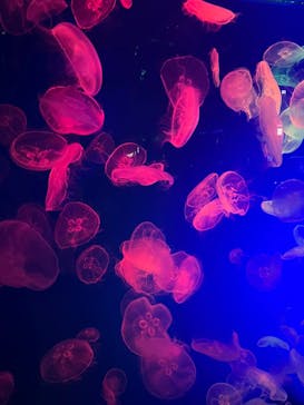 名古屋港水族館に投稿された画像（2021/11/6）