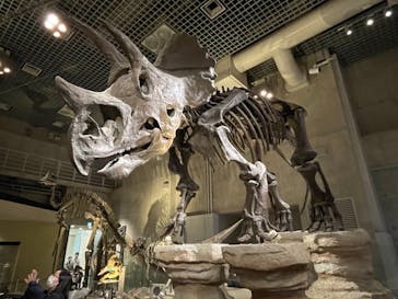 国立科学博物館に投稿された画像（2021/11/6）