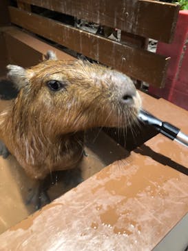 Moff animal world MARK IS みなとみらい店に投稿された画像（2021/11/6）