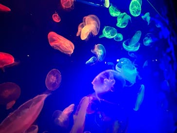 名古屋港水族館に投稿された画像（2021/11/6）