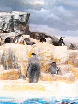 名古屋港水族館に投稿された画像（2021/11/6）