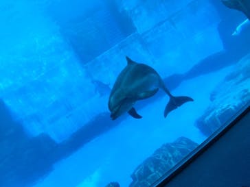名古屋港水族館に投稿された画像（2021/11/6）