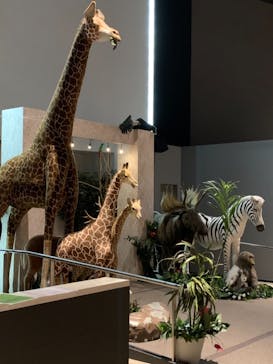 Moff animal world MARK IS みなとみらい店に投稿された画像（2021/11/6）