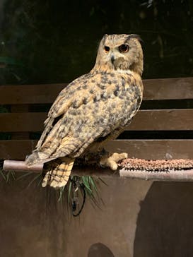 Moff animal world MARK IS みなとみらい店に投稿された画像（2021/11/6）