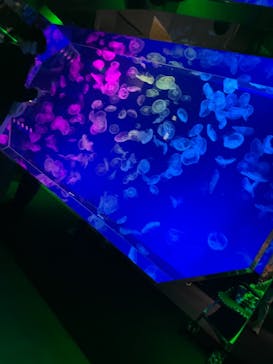 名古屋港水族館に投稿された画像（2021/11/6）