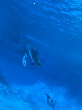 名古屋港水族館に投稿された画像（2021/11/6）