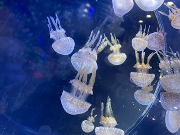 名古屋港水族館に投稿された画像（2021/11/6）