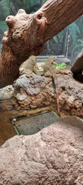 天王寺動物園に投稿された画像（2021/11/6）