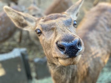 那須サファリパークに投稿された画像（2021/11/6）