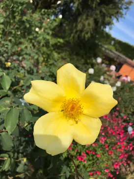 ひらかたパークに投稿された画像（2021/11/6）