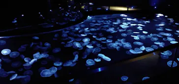 すみだ水族館に投稿された画像（2021/11/6）