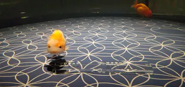 すみだ水族館に投稿された画像（2021/11/6）