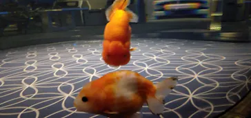 すみだ水族館に投稿された画像（2021/11/6）