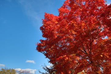 牧歌の里に投稿された画像（2021/11/6）