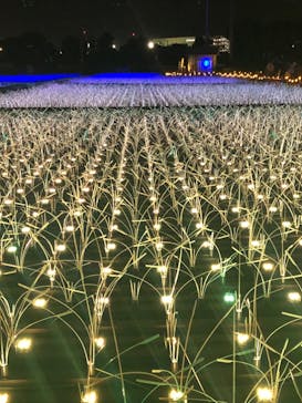 東京メガイルミに投稿された画像（2021/11/6）