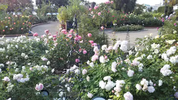 ひらかたパークに投稿された画像（2021/11/6）