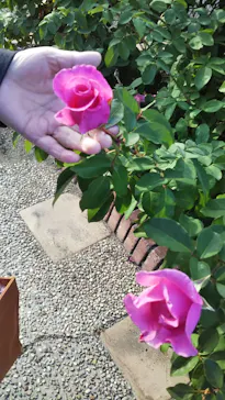 ひらかたパークに投稿された画像（2021/11/6）