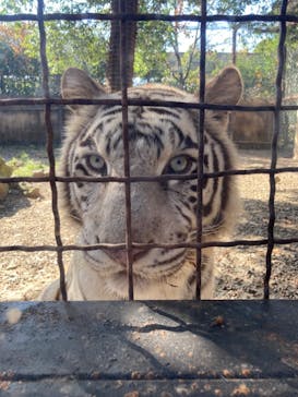 群馬サファリパークに投稿された画像（2021/11/6）