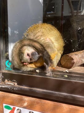 群馬サファリパークに投稿された画像（2021/11/6）