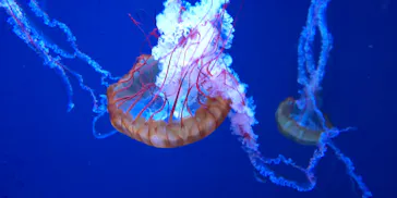 すみだ水族館に投稿された画像（2021/11/6）