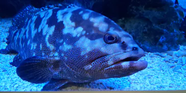 すみだ水族館に投稿された画像（2021/11/6）